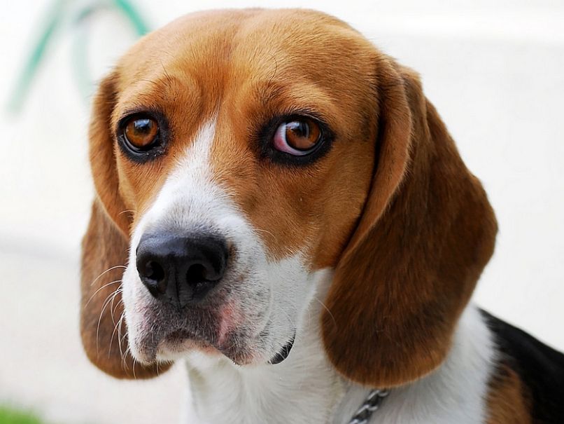 pes, beagle