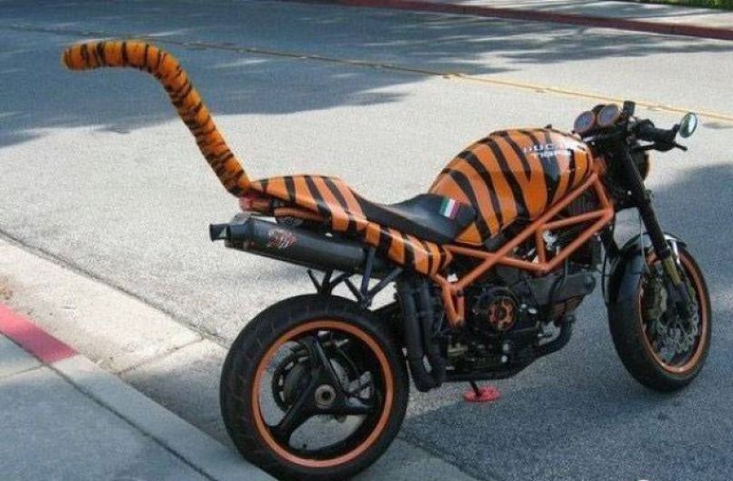 Očitno mu je všeč tiger