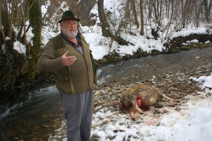 Jože Barbič ovce