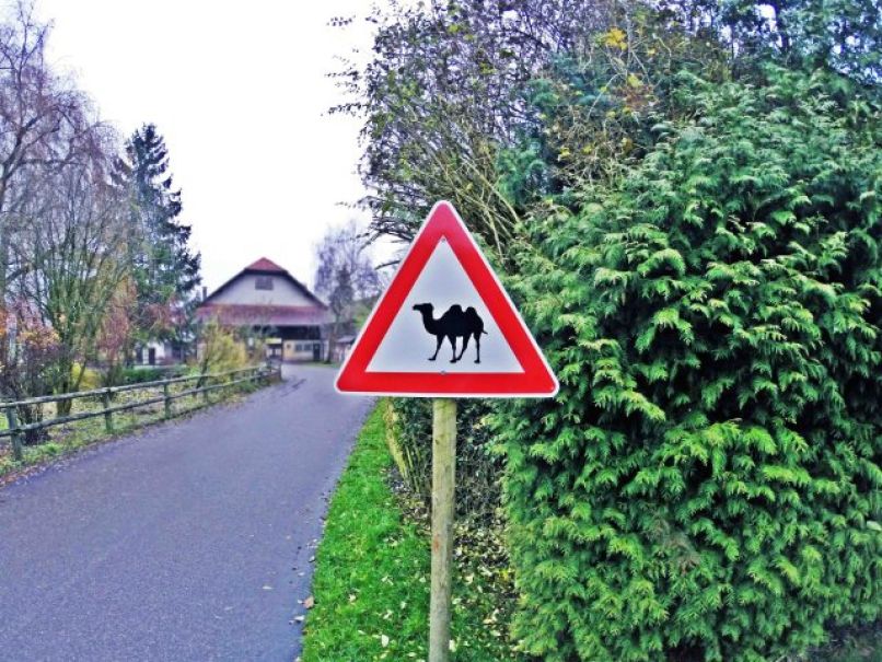 Kamela na cesti