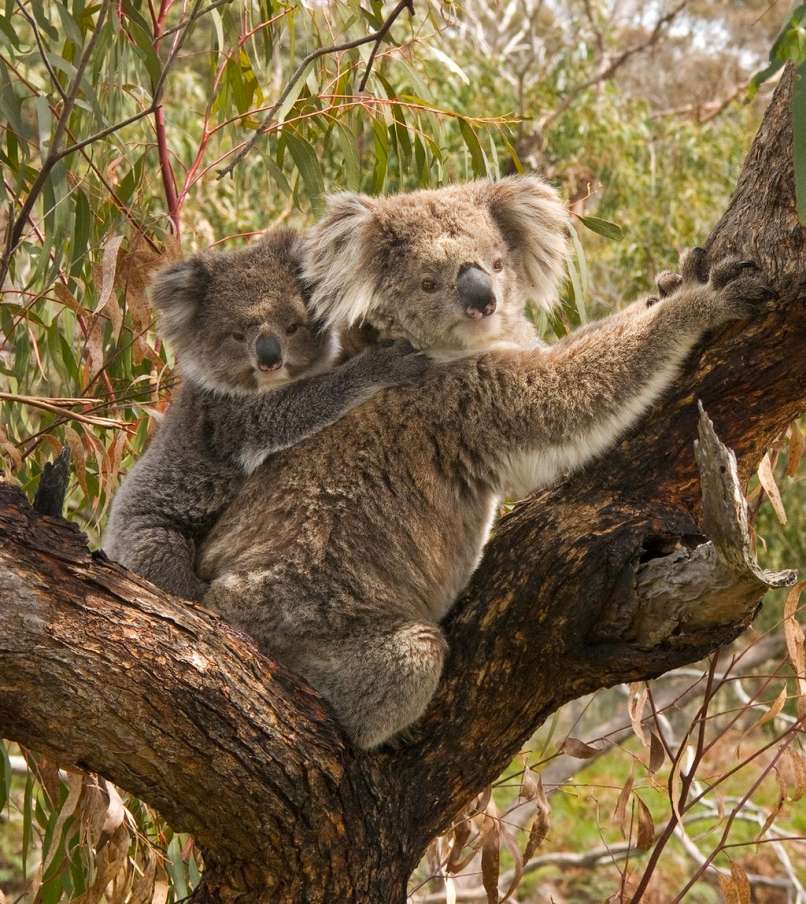 koala