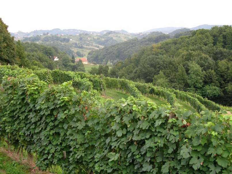 mali okic haloze vinograd slovenija