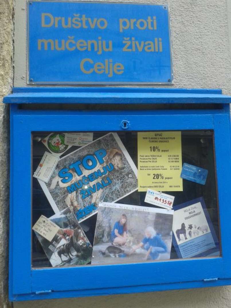 miško muca muc maček mucek dpmž celje