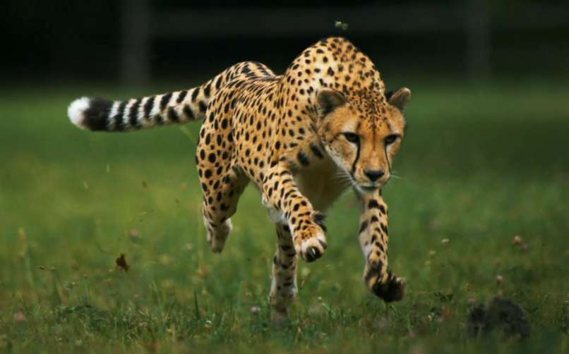 cheetah