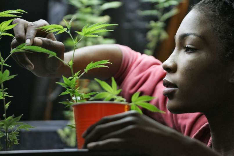 marihuana konoplja trava