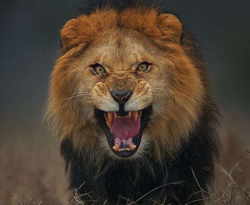 Lev, Atif Saeed