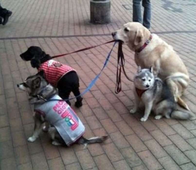 Jaz jih danes pazim