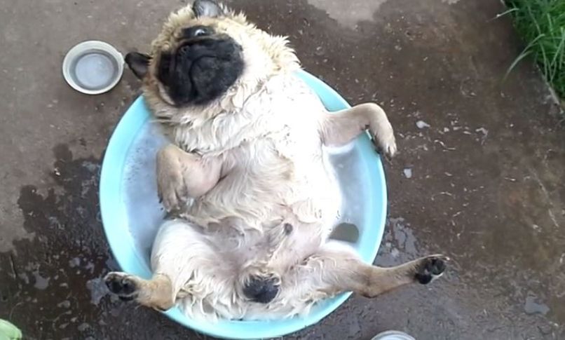 mops pes