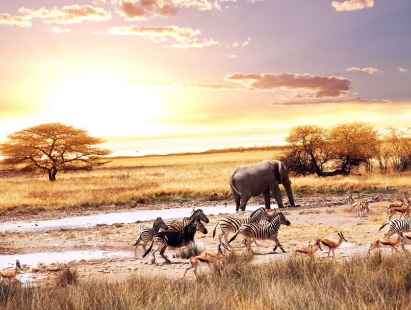 Afrika, savana, slon, zebre, antilope