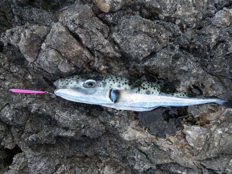 Lagocephalus sceleratus, riba napihovalka