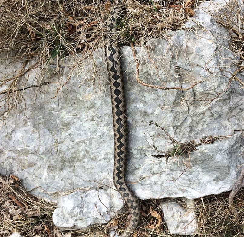 Modras pod Otliškim oknom. foto Marija Močivnik