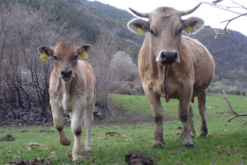 krava in teliček