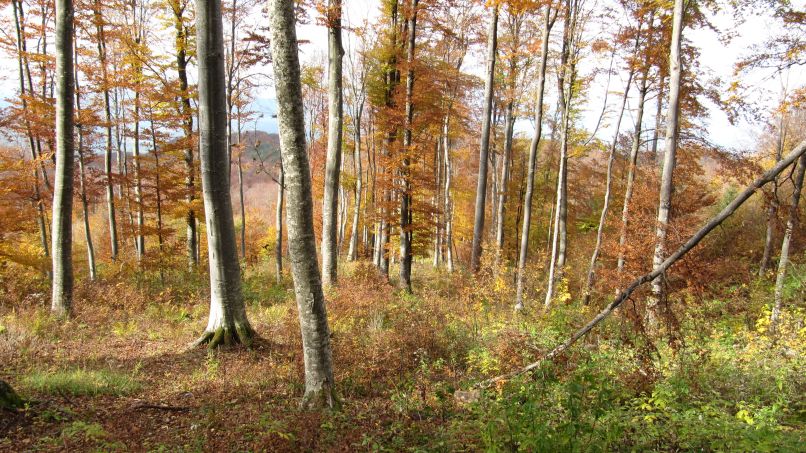 Simbolična fotografija gozda, jesen