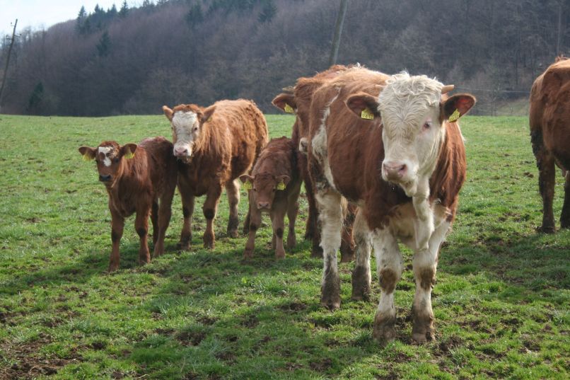 Krave na pašniku