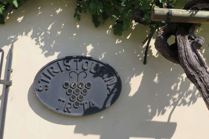 stara trta Maribor