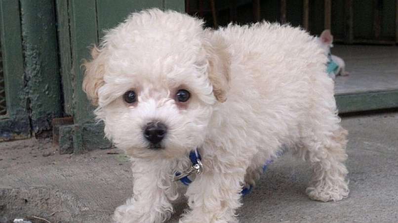 buddy