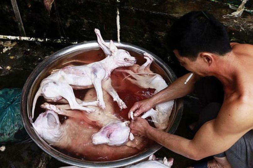 pes, kuhanje, yulin