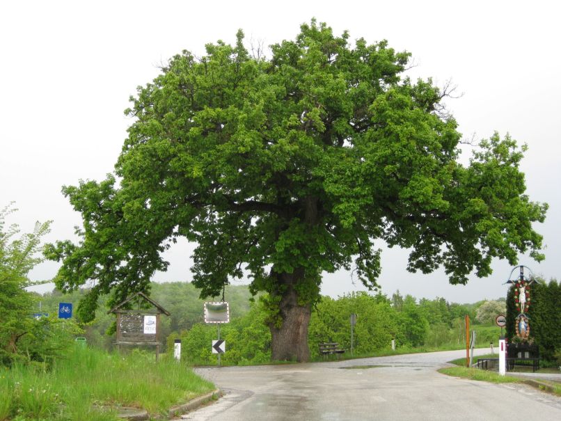hrast