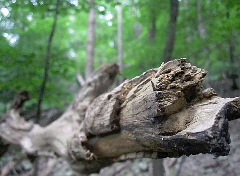 veja, gozd