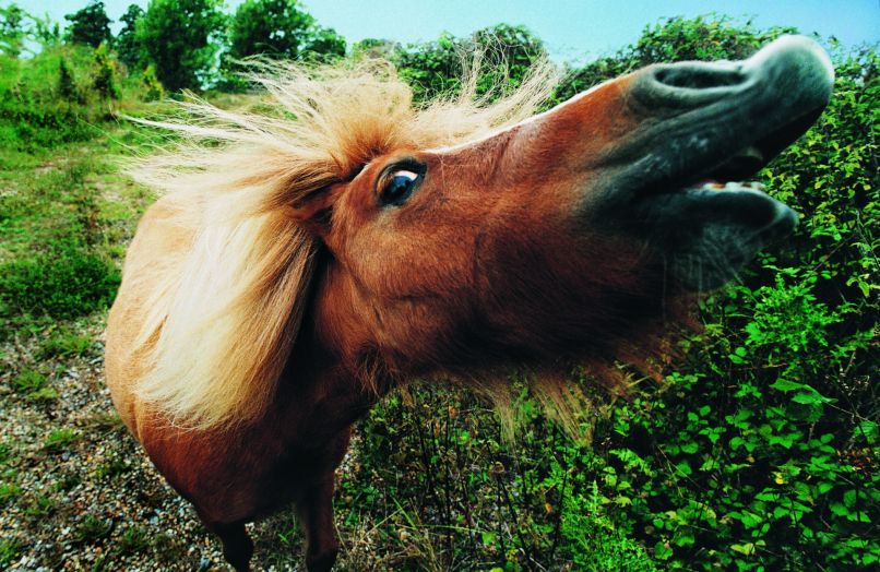 poni