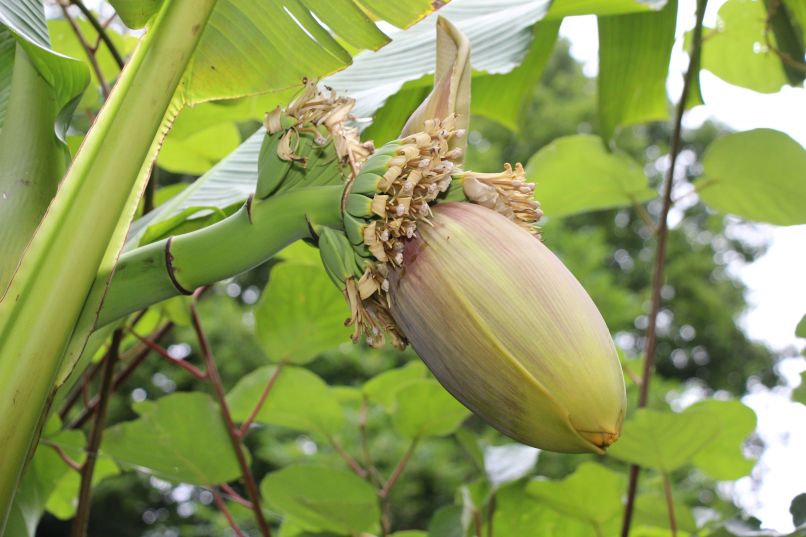Okoli cveta rastejo male \"novomeške\" banane