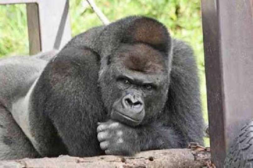 Shabani, gorila 7