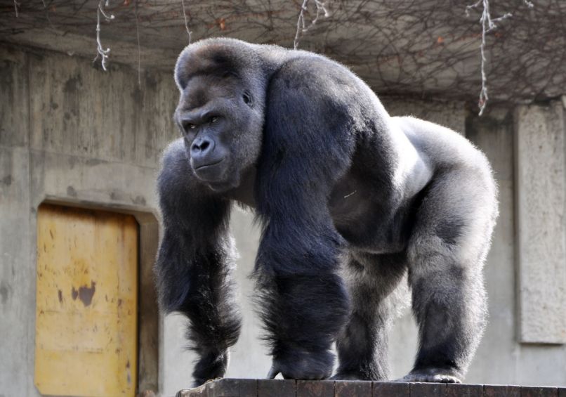 Gorila, Shabani