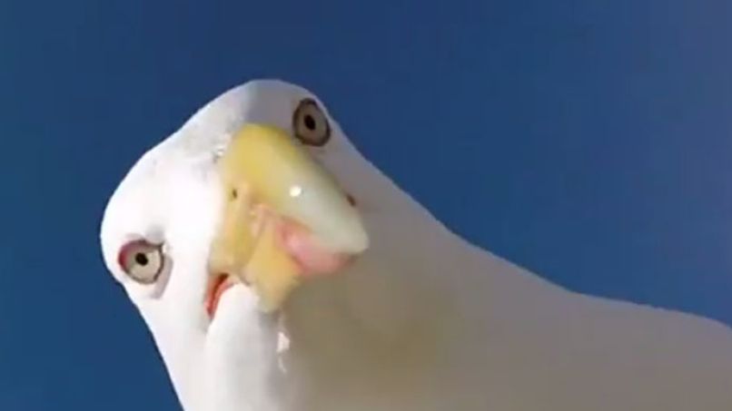 galeb