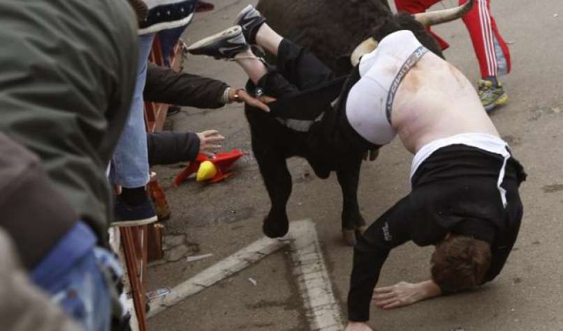 bull3_Cropped