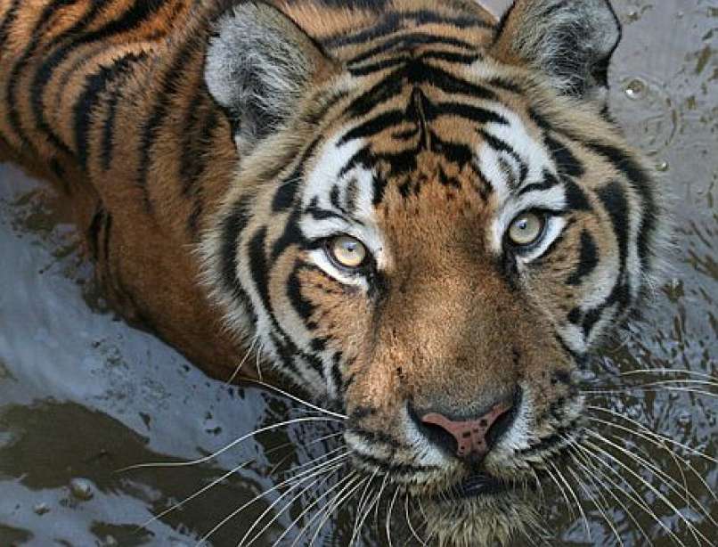 tiger, živalski vrt ljubljana