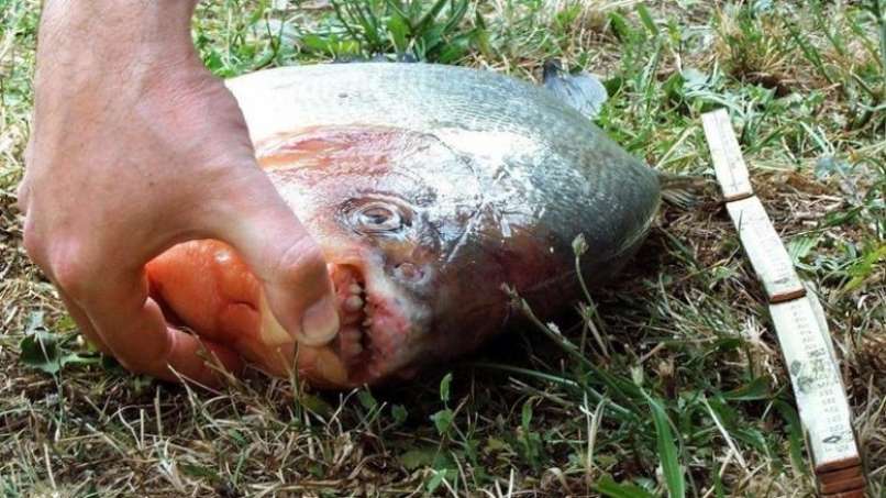 riba piranja piranha neckar