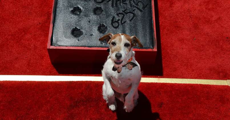 Uggie