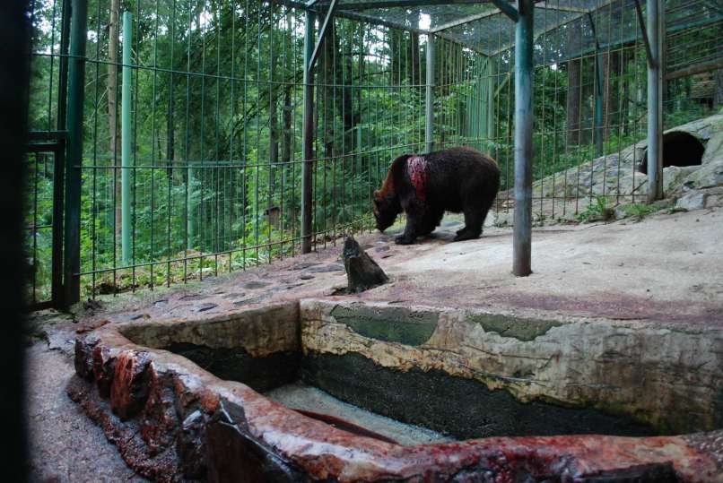 medved, zoo park rožman