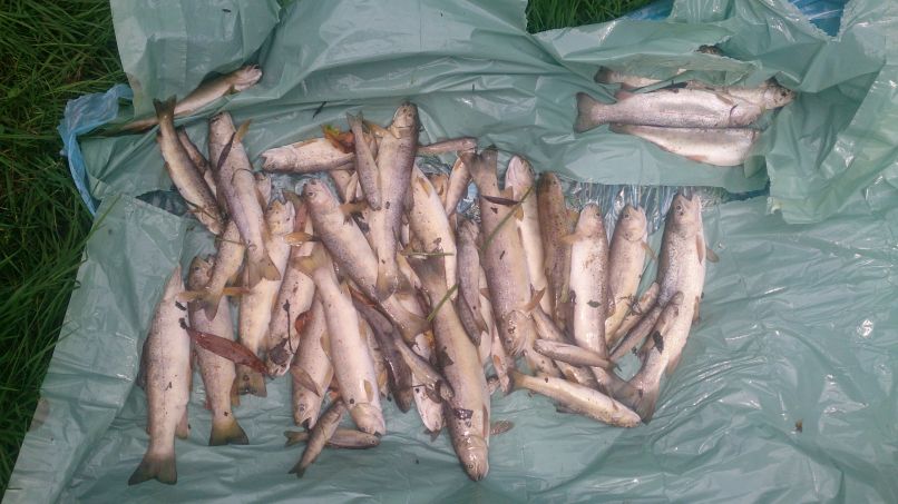 Vsega skupaj je bilo za okoli 27 kilogramov poginulih rib