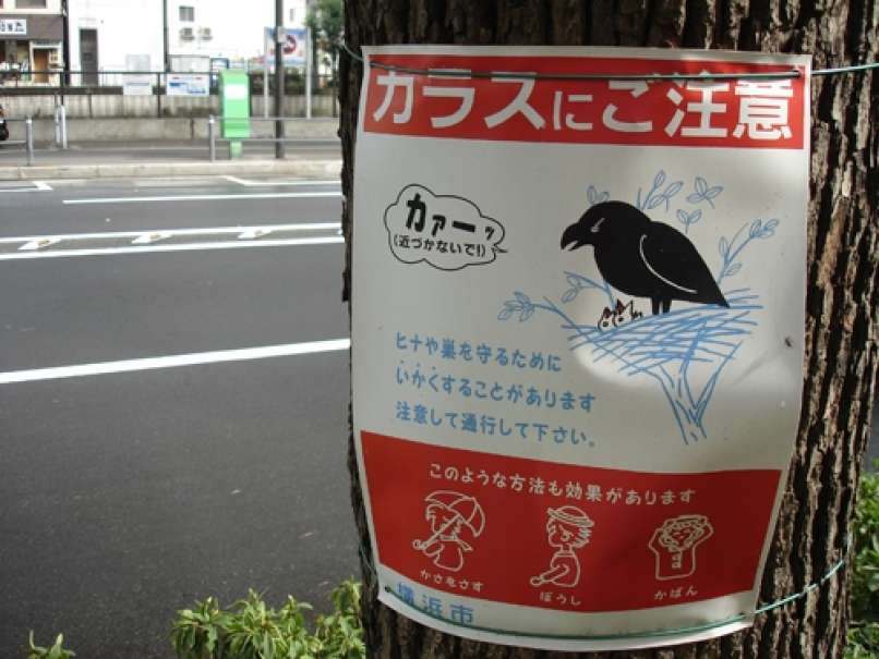 vrana japonska napad ptič hitchcock
