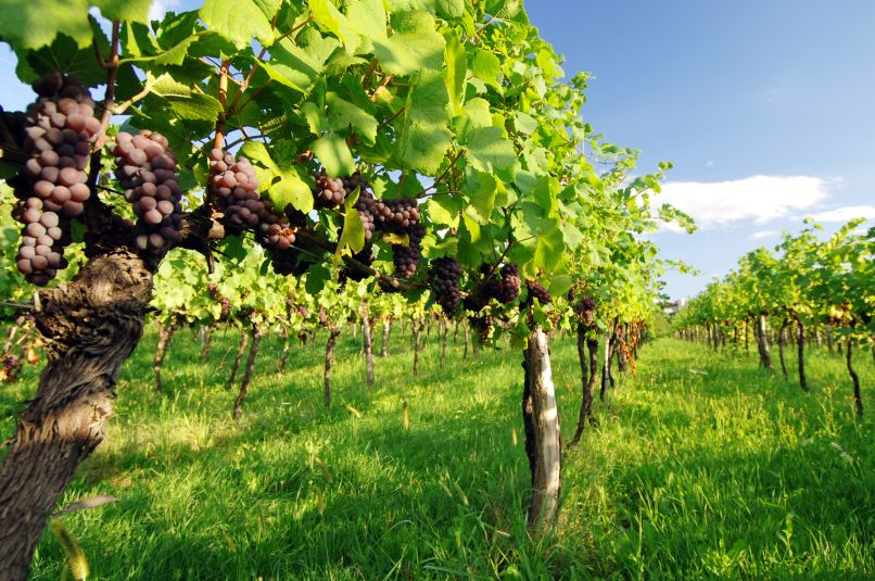 Visoka pričakovanja vinogradnikov 1