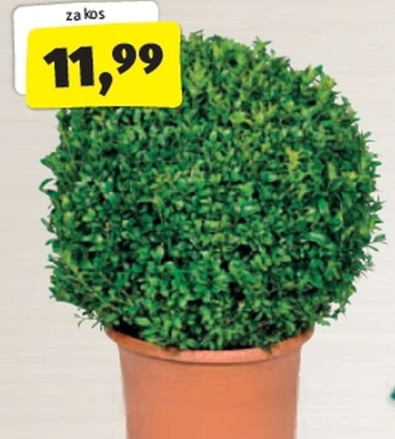 Bolezen in vešče se prenašajo s trgovanjem, ko kupimo sadiko niti ne opazimo, da je že okužena