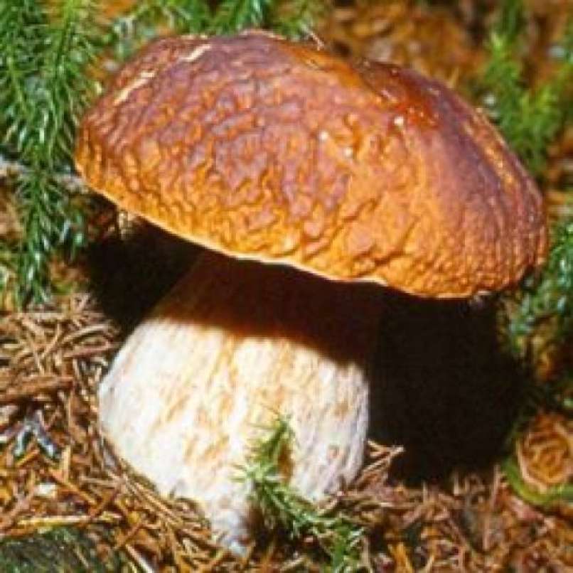Jesenski goban