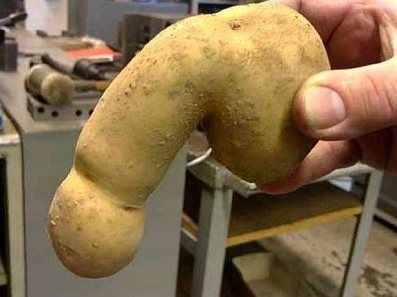 Nova sorta krompirja