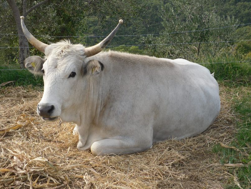 Boškarin