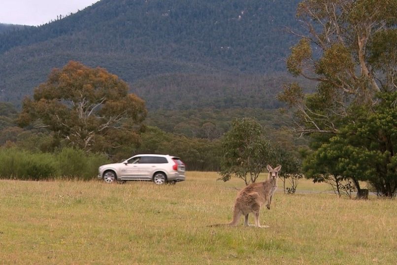 wcf-volvo-kangaroo-detection-technology-volvo-kangaroo-detection-technology