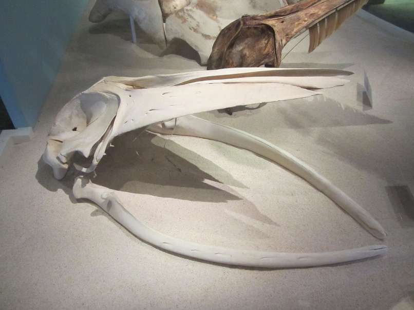 omura kit
