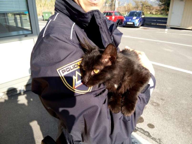 Muca Šengi na mejnem prehodu Sečovlje