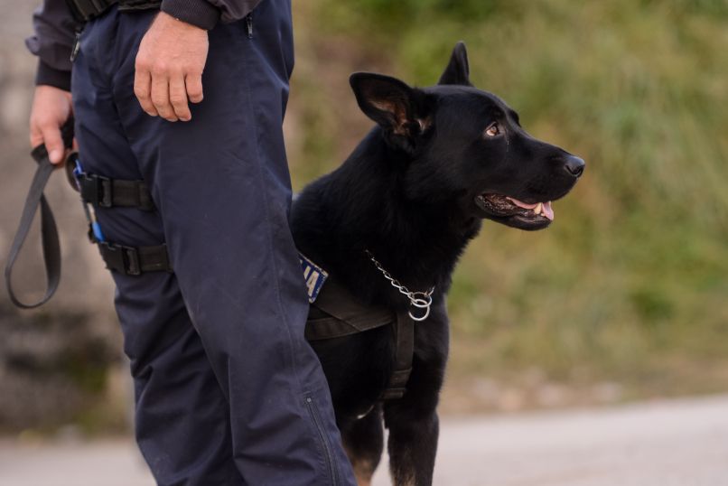 policija pes