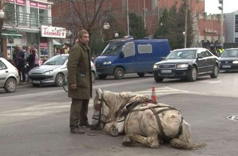 Nesrečni konj