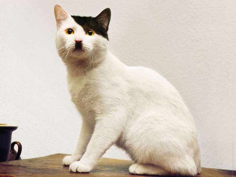 hitlercat