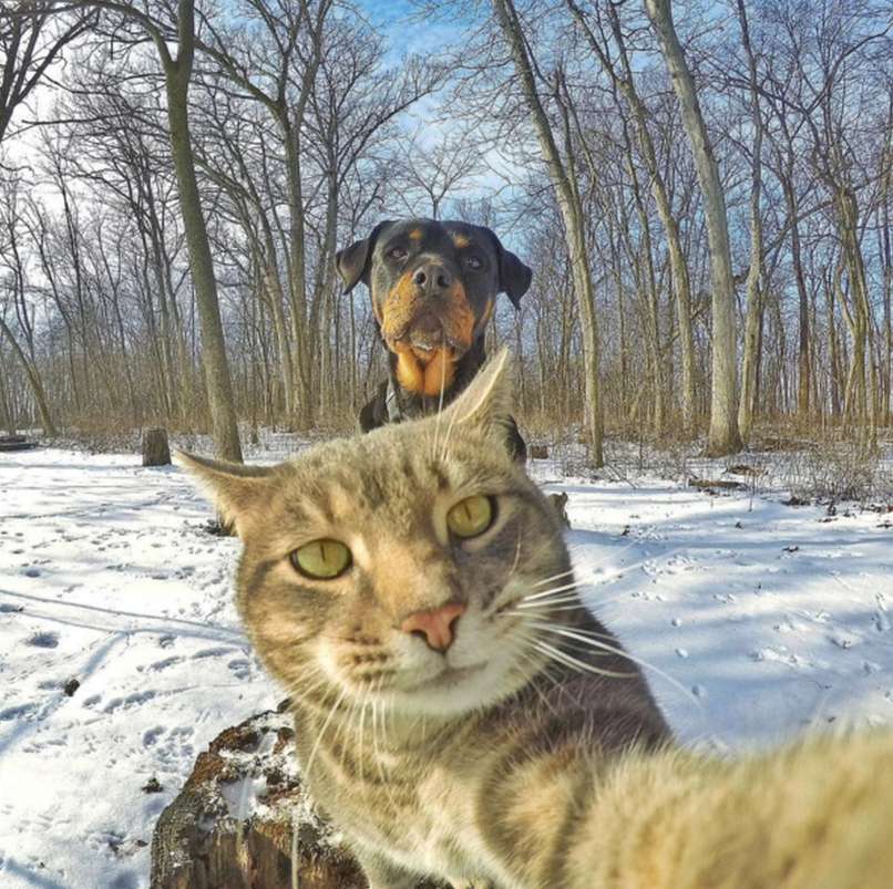 maček, selfie