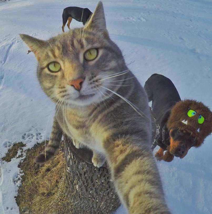 maček, selfie Manny