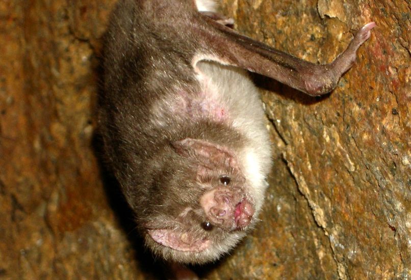 Vampirski netopir