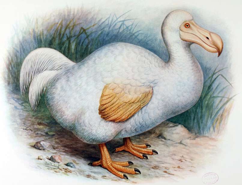 dodo